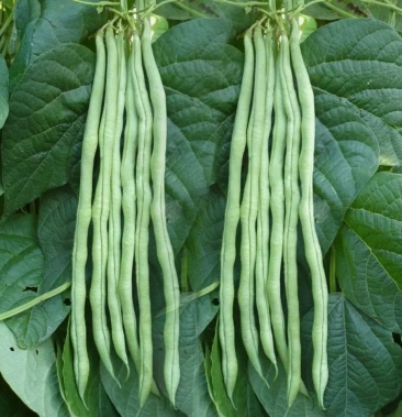 陕西西安无筋四季架豆王豆角快递一件代发仓储货源