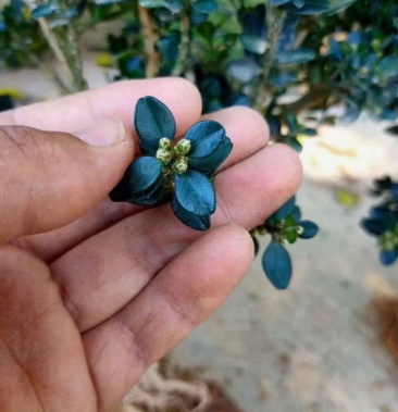 [黄杨批发]龙鳞黑珍珠黄杨价格11.00元/棵 - 一亩田