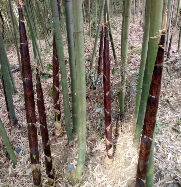 鲜竹笋鲜淡盐笋竹笋四川新鲜竹笋新鲜甜竹笋时令嫩春笋鲜笋