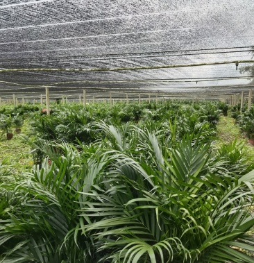 富贵椰子 自家种植 基地直供