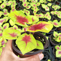 进口彩叶芋如意小盆栽绿植花卉竹芋办公桌桌面植物