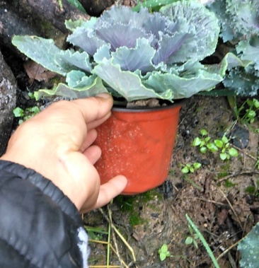 盆栽优质甘蓝品种多