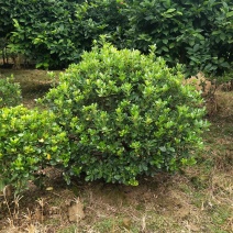 海桐球，适合各大绿化工程，花期5月，果熟期9-10月。