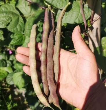 紫棒豆青棒豆上市了,需要的客户联系.量大从优.