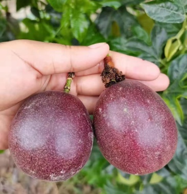 [百香果批发]云南特产西番莲价格14.00元/斤 - 一亩田