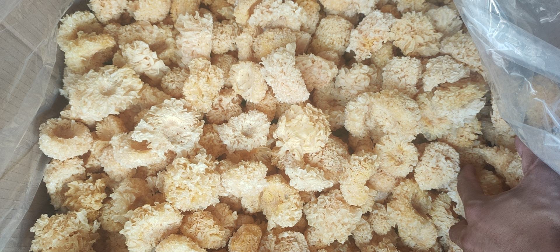 椴木雪耳炖煮前后多糖溶出动态图