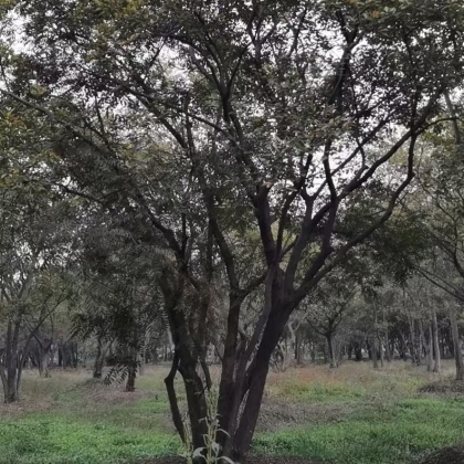 朴树介绍图片