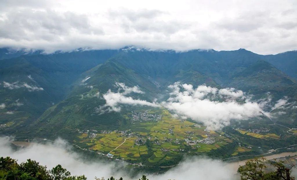 贵州黔东南梯田中的长粒香水稻生长场景