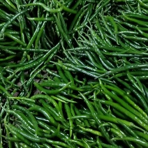 精品线椒！8号线黄线黑线3号线椒！大棚蔬菜大量上市！