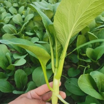 菜心