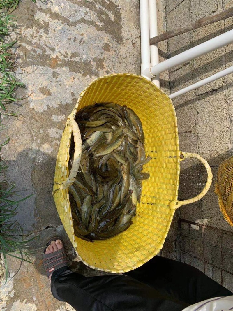 [胡子鲶批发]广西南宁江南区鲶鱼 7.20元/斤塘角鱼急售 _ 一亩田