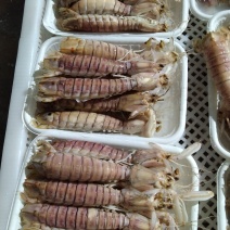 北部湾熟皮皮虾
