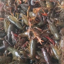 淡水澳龙
