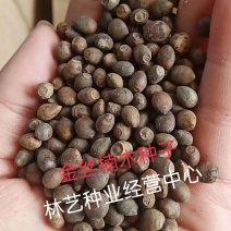 新采金丝楠木树种子四川金丝楠木种子紫楠种籽小叶桢楠种子