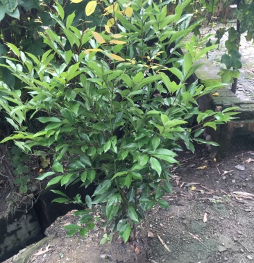 [天竺桂批发]天竺桂绿篱价格6.00元/棵 - 一亩田