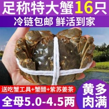【超值全母盘锦大闸蟹鲜活现货特大螃蟹全母海鲜礼盒装冷