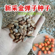 新采金弹子种子鸡血红老鸦柿种子梨形葫芦果灯泡型种子