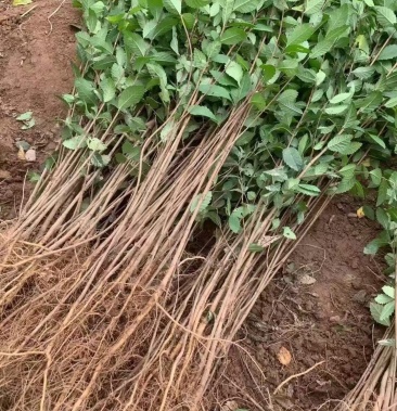 [榆树苗批发]小叶榔榆 盆景素材价格1.20元/棵 - 一亩田