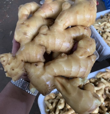 河北唐山腾昌姜业主营:水洗姜,土姜,咸菜姜!