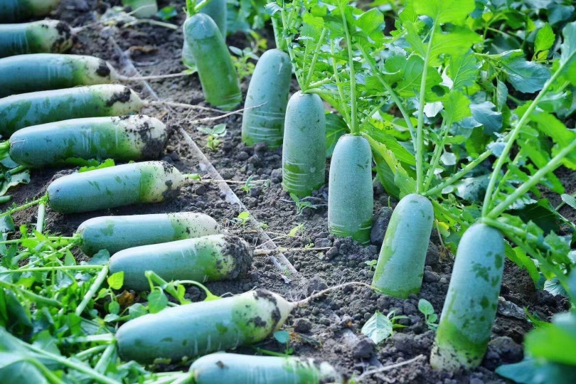 工人正在田间采收翠玉萝卜,部分萝卜已去叶并整齐摆放在塑料筐中,旁边有专业人员进行分级筛选,按大小和品相分类装箱,现场整洁有序,体现规模化作业流程 翠玉萝卜采收与分拣现场