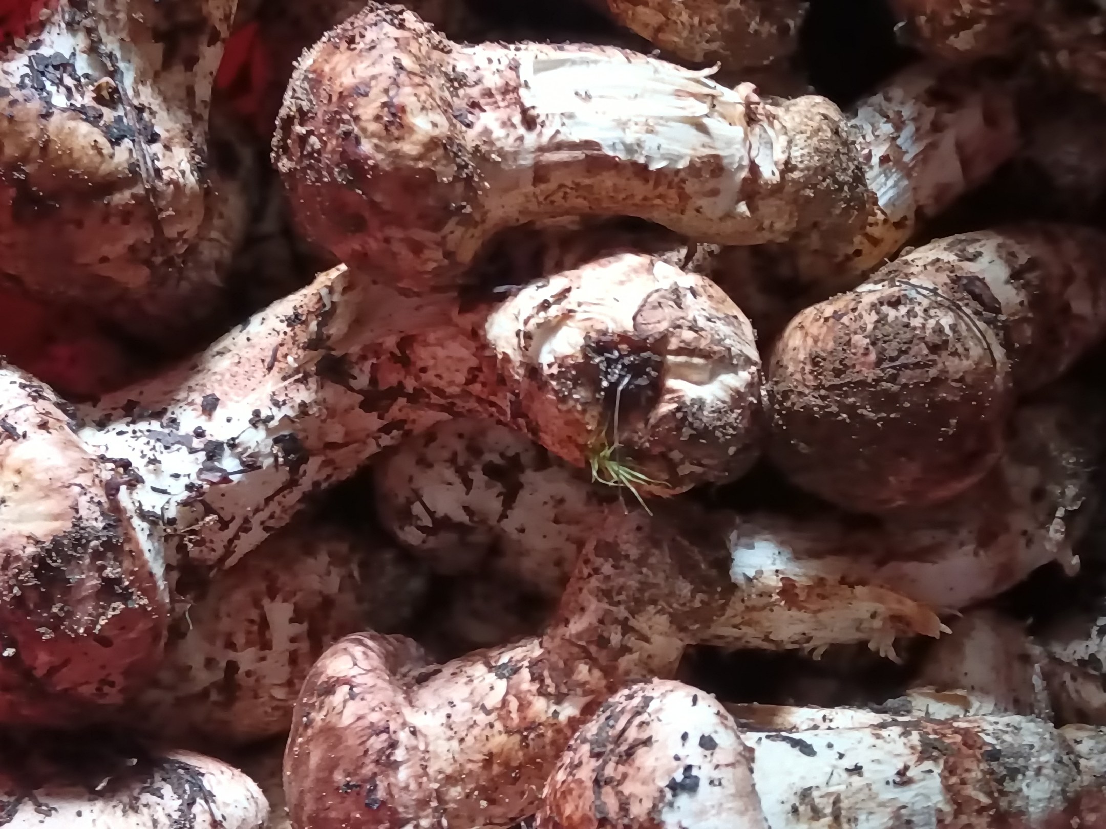 松茸与有毒菌类的对比图,帮助识别外观差异 新鲜松茸与有毒菌类对比图