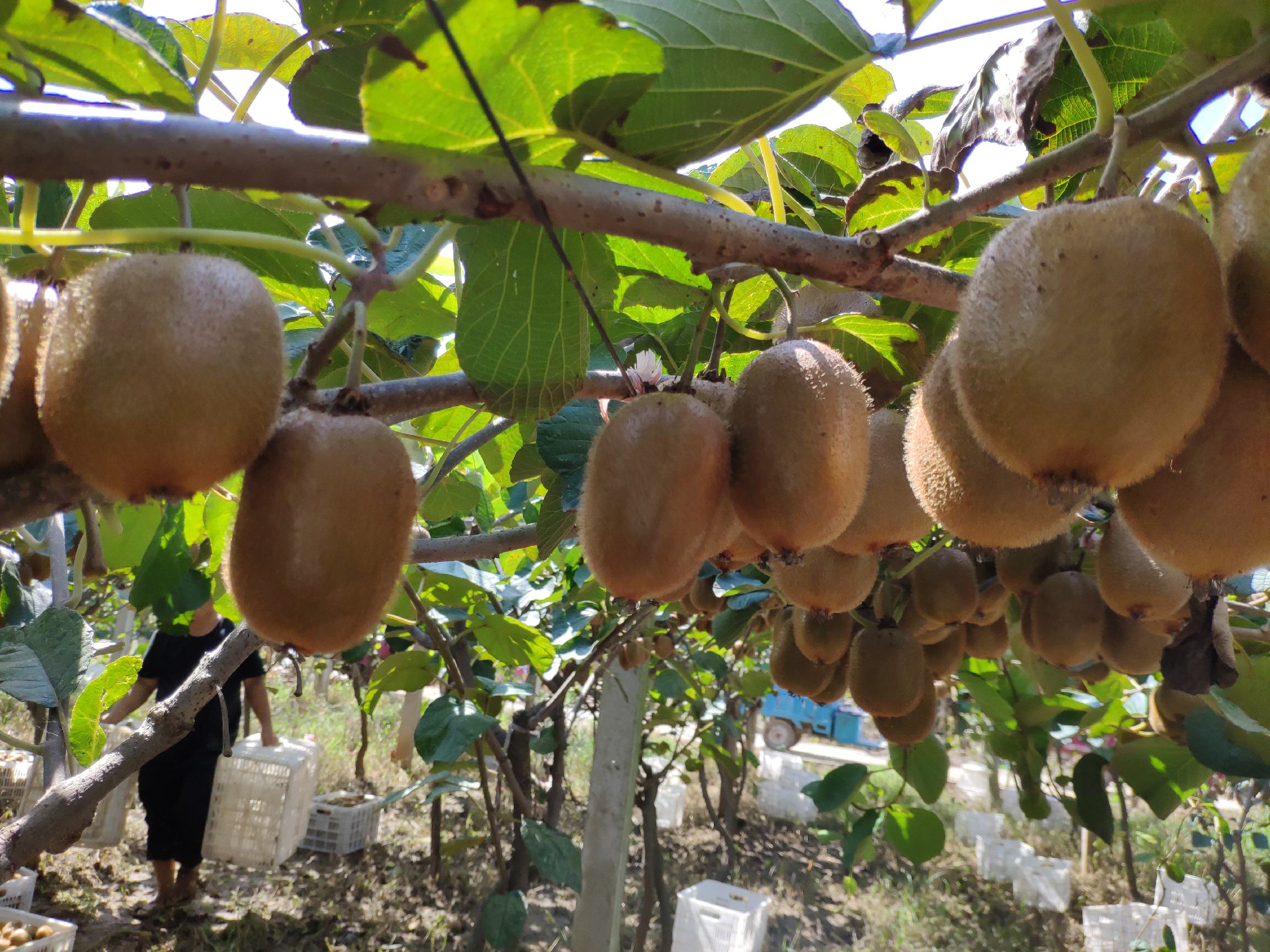 图片说明:阳光下的徐香猕猴桃果园,藤蔓缠绕,果实自然成熟,工人正在进行日常管理 徐香猕猴桃果园种植场景