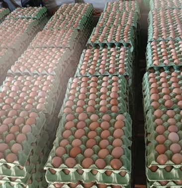 黑凤土鸡蛋360枚30斤