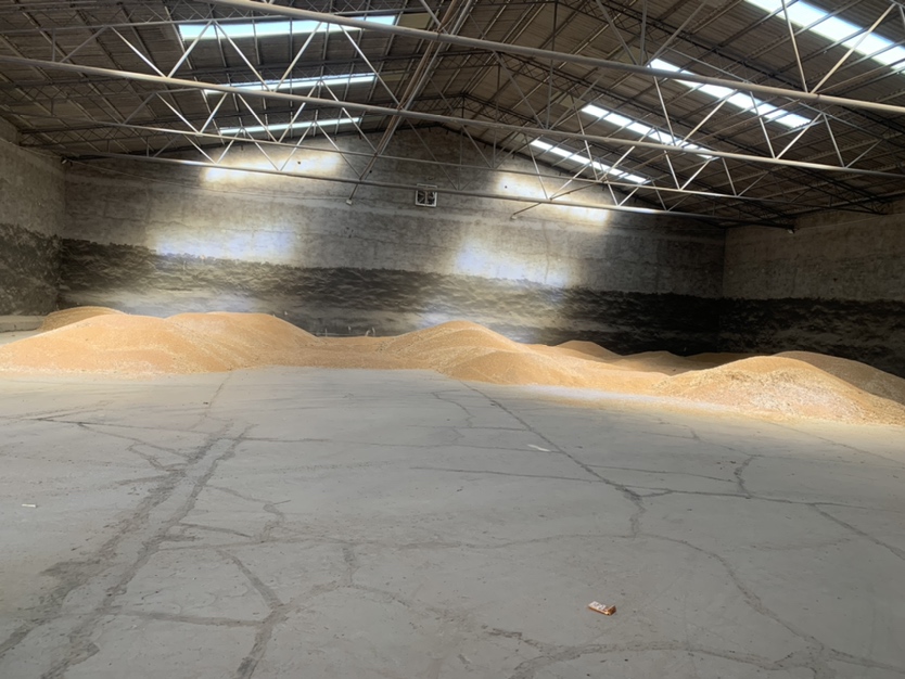 大型现代化粮仓内部,金黄色的小麦呈坡状堆放在地面上,表面平整,配有通风管道和监测设备,工人正在使用仪器检测温湿度,展现规范化储粮环境 粮仓中的散装小麦堆放场景