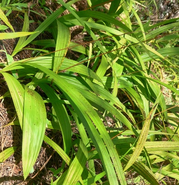 野生白芨五年了可以開挖了