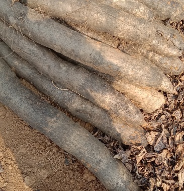 [山药批发]黑鬼山药价格1.80元/斤 - 一亩田