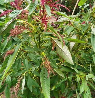 雪樱子种子男人菜野菜蔬菜籽春秋种植蔬菜