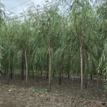 西湖垂柳金丝垂柳青皮垂柳旱柳清风园林常年供应各种
