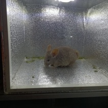 宠物猫