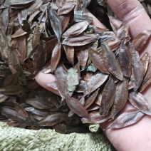 杜仲树种子