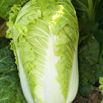 批发越冬黄心大白菜苗价格优惠50穴圆白菜苗成活率高