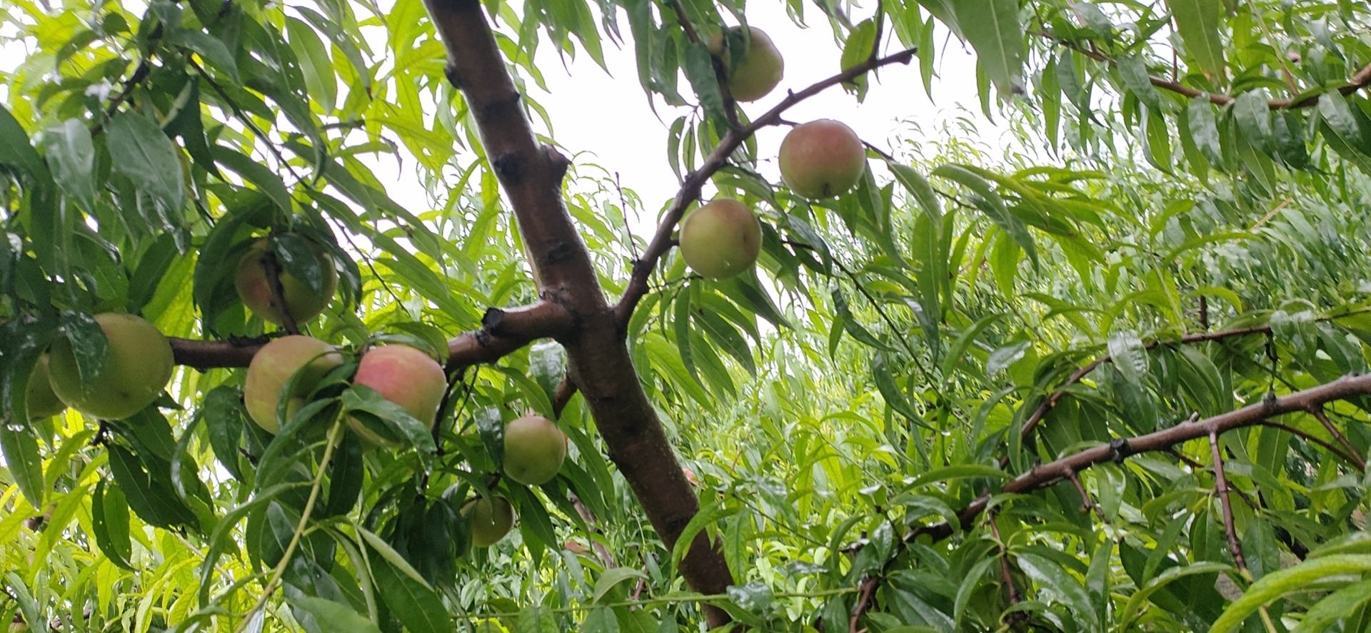 水蜜桃桃果园实景展示果实挂枝与种植环境 水蜜桃桃果园实景