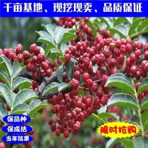 大红袍花椒苗高产味道纯正苗圃园现挖现发货