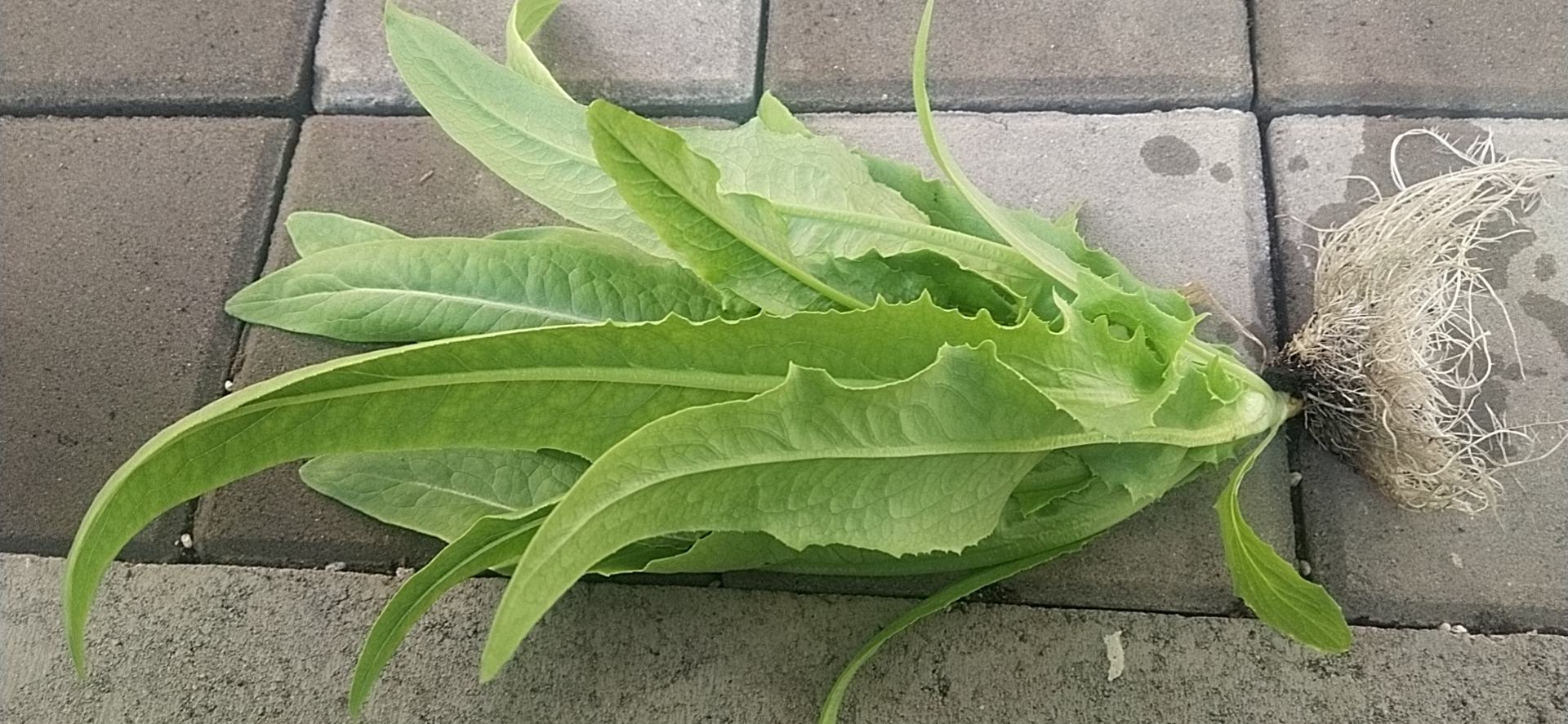 展示不同油菜品种根系发育对比,突出中油杂11号的根系优势 油菜根系对比图