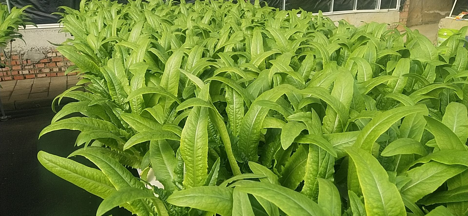 油麦菜田间管理图