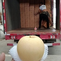 【实力热卖】皇冠梨4842型号精品可对接商超