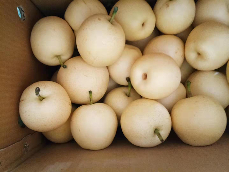 科研级检测现场:专业人员使用ATAGO PR-101a手持折光仪对刚榨取的水晶梨汁进行TSS测定;梨汁滴于棱镜面,仪器自动温度补偿(20.0℃);背景实验台贴有‘采后48h质控标签’,含采收时间、预冷记录、冷链温湿度曲线截图 实验室场景:手持式折光仪正在测量水晶梨果汁可溶性固形物,显示屏读数为13.6°Brix;旁置校准用标准糖液(10.0°Brix)与新鲜梨切片,切片边缘无氧化变色