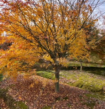 鸡爪槭,小叶鸡爪槭,300亩鸡爪槭基地规格齐全,价优