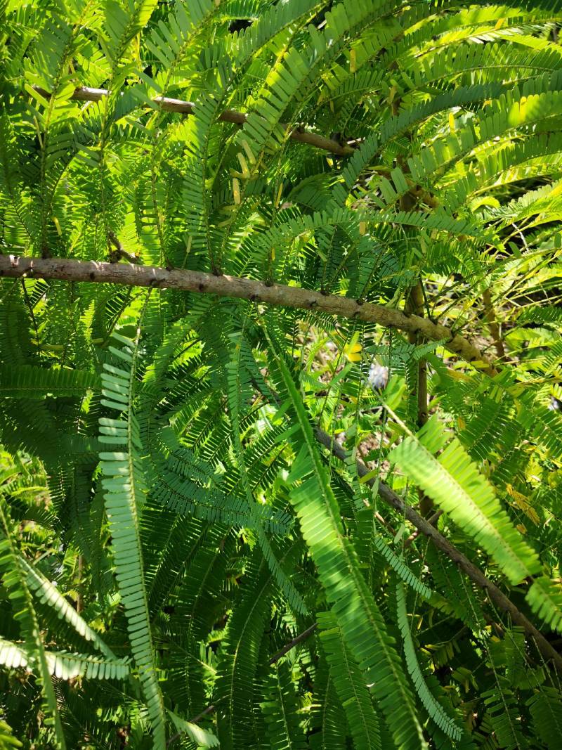 滇橄榄种植图片