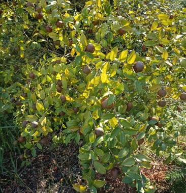 [山茶果批发]茶子果或茶仔仁价格2.80元/斤 - 一亩田