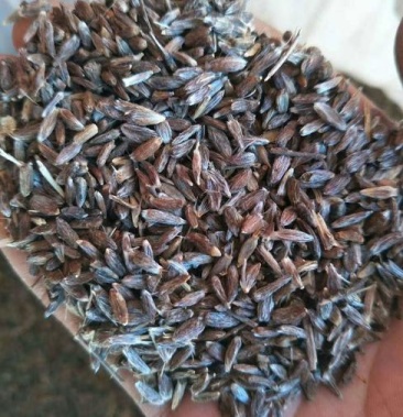 [北苍术批发]苍术籽野生价格200.00元/斤 - 一亩田