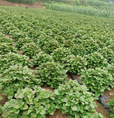 [广藿香批发]广藿香价格22.00元/公斤 - 一亩田