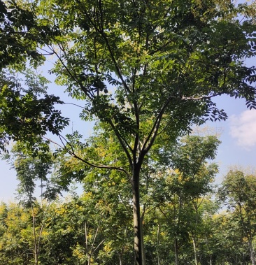 [栾树批发]供应照片7～12公分南栾保质保量价格优美价格350.