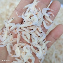 渤海湾淡干，微咸虾皮！干度好味道鲜！一手货源无差价！