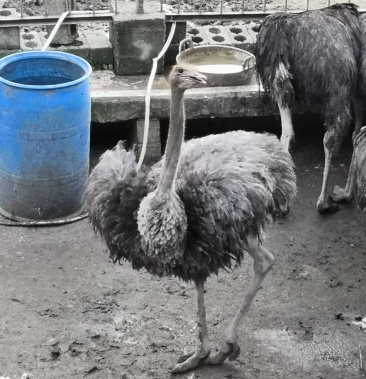 商品鸵鸟,非洲鸵鸟,郴州市鸵鸟养殖