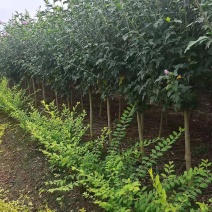 优质独杆木槿丛生木槿，产地大量直销树形优美价格优惠